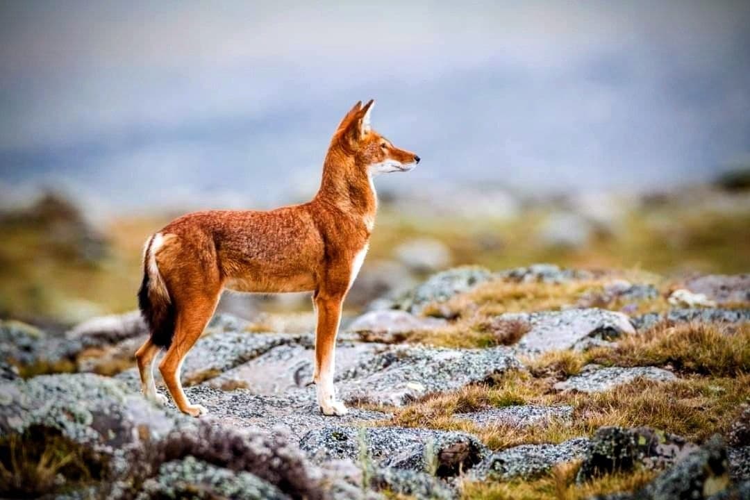 Simien Mountains